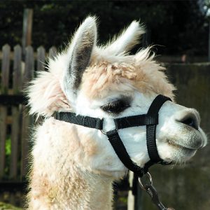 Bainbridge Halter for Alpacas
