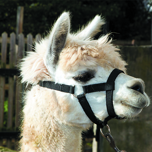Bainbridge Halter for Alpacas