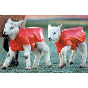 Lamb Blanket 50 Pack