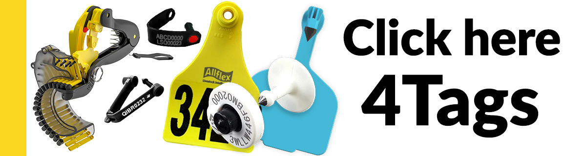 sheep-landing-pageclick-here-for-more-tags