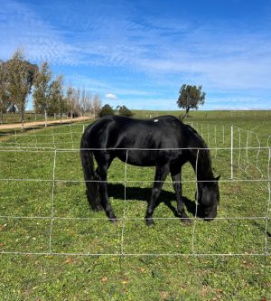 Thunderbird Horse & Cattle Netting - 30mt