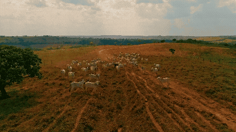 Tracking and Monitoring Solutions for Livestock