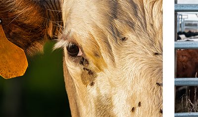 Animal Health Applications